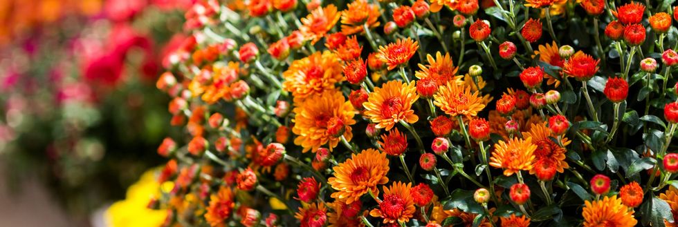 halloween-et-toussaint