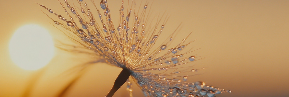 quelles-fleurs-pour-cimetierre-en-hiver